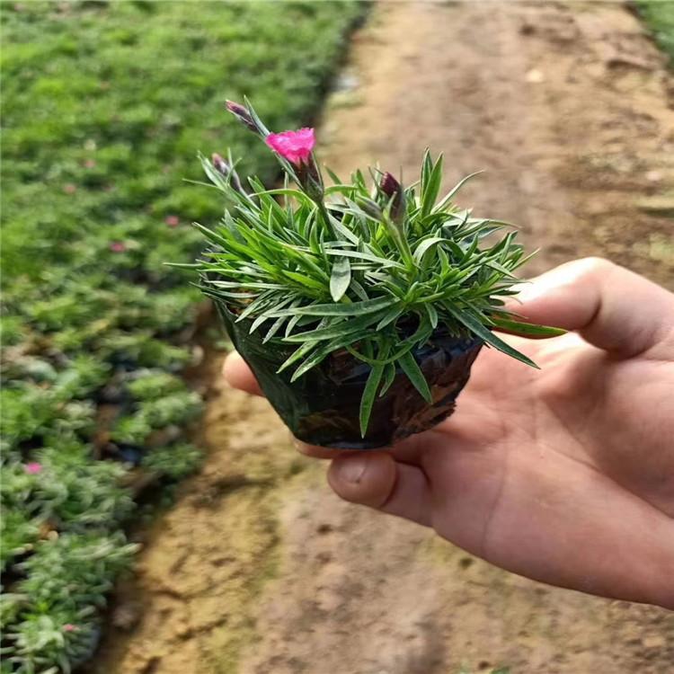 欧石竹苗圃直供 欧石竹四季室内花卉-双科花卉