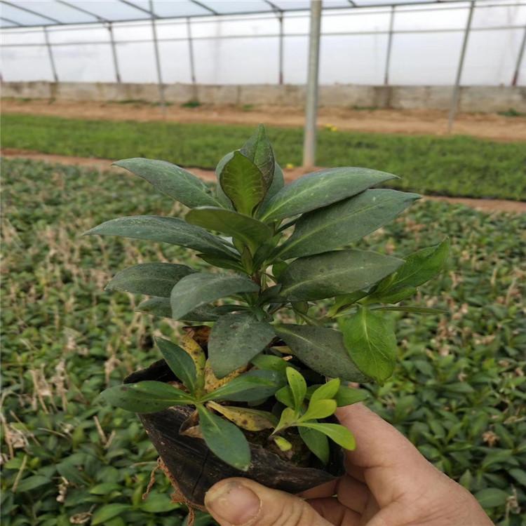 宿根福禄考四季室内花卉 宿根福禄考大量批发