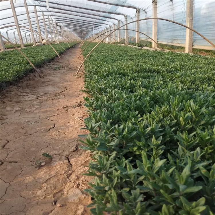 薰衣草道路绿化 薰衣草带土盆栽花远观赏花