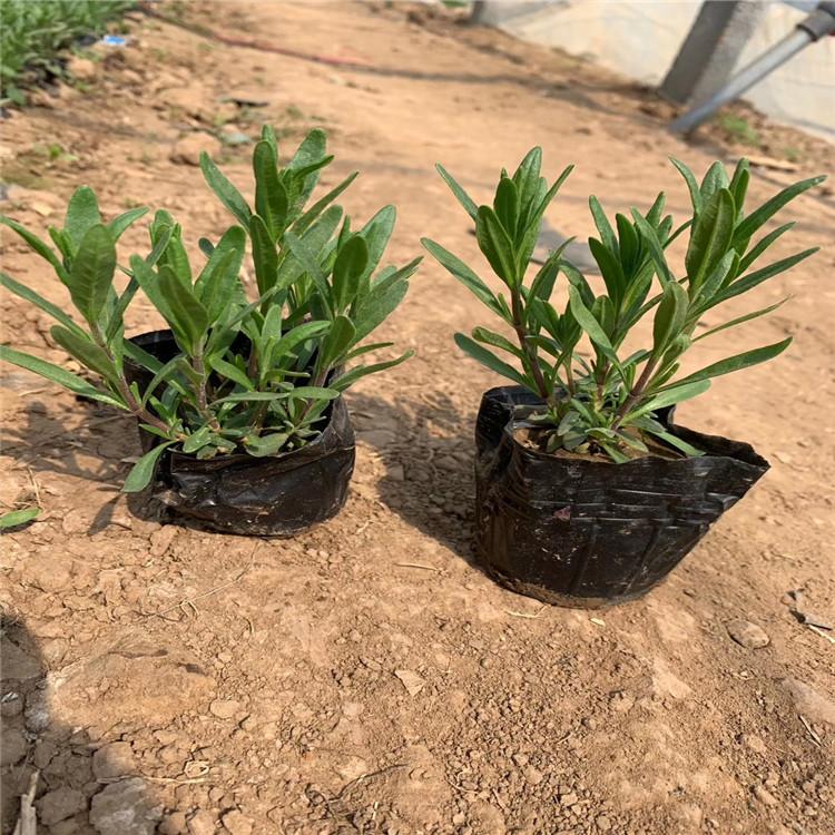 温州薰衣草花海用苗批发 薰衣草道路绿化工程