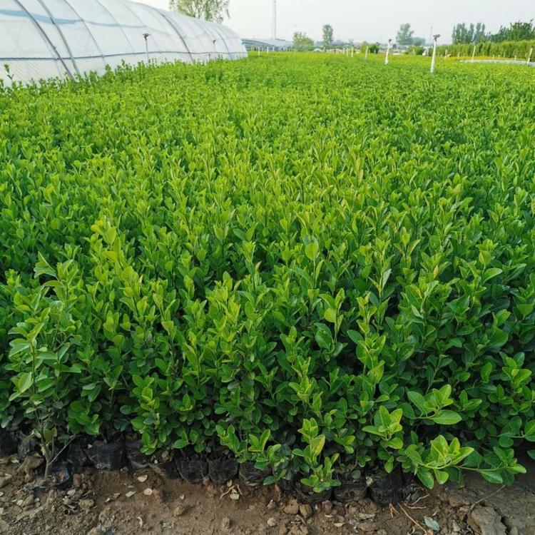 卫矛小苗供应卫矛球基地卫矛批发江瑞园艺卫矛球苗圃直供欢迎新老客户实地考察
