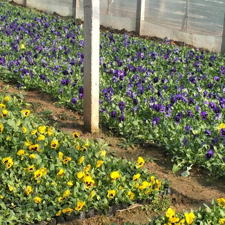 山东草花基地 多品种三色堇价格 花卉基地供应 三色堇盆栽 盛诺园艺