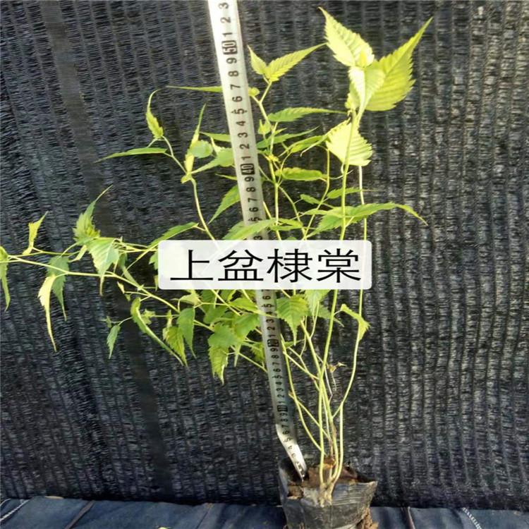 山东棣棠基地棣棠批发棣棠现货供应