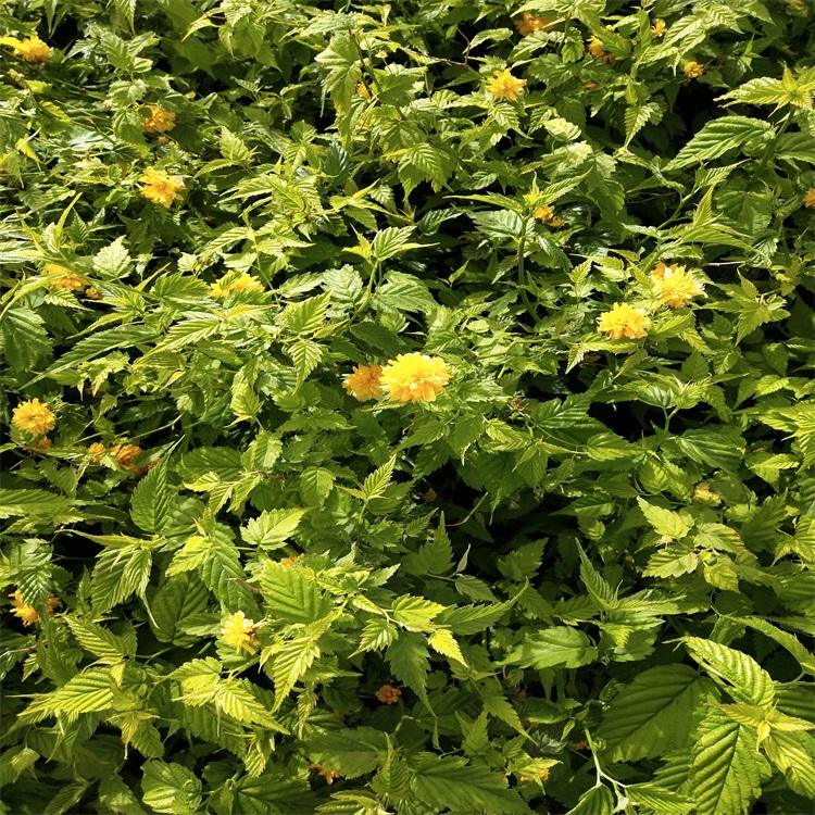 江瑞园艺棣棠基地上盆棣棠花供应哪里有质量好价格低棣棠