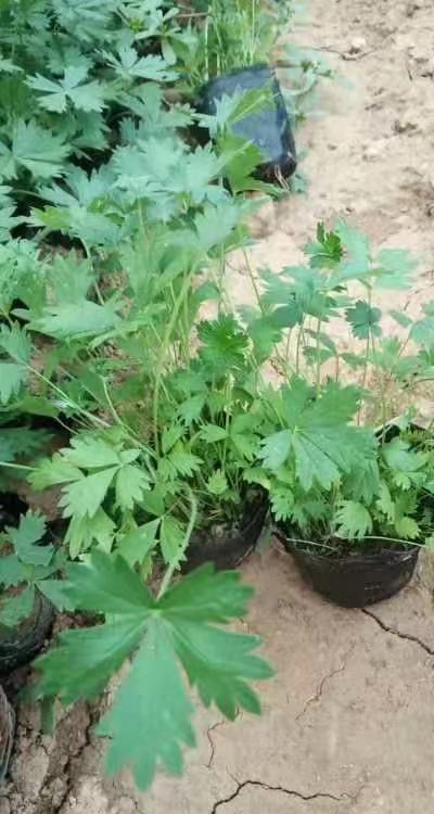 五叶委陵菜基地山东青州五叶委陵菜价格详情欢迎咨询江瑞园艺