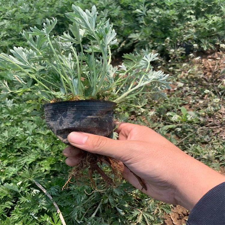 江瑞园艺五叶委陵菜基地五叶委陵菜价格各种四季草花现货批发欢迎致电