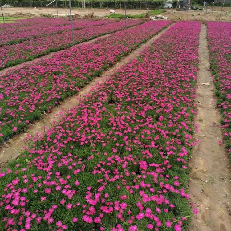 草花   欧石竹 小苗    欧石竹批发