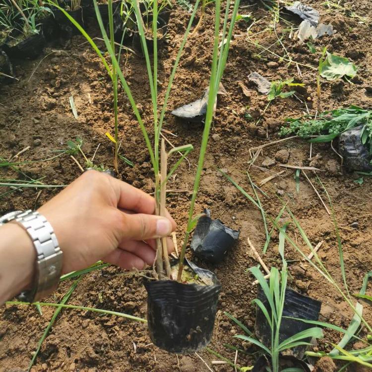 矢羽芒价格青州矢羽芒批发江瑞园艺矢羽芒苗圃直供