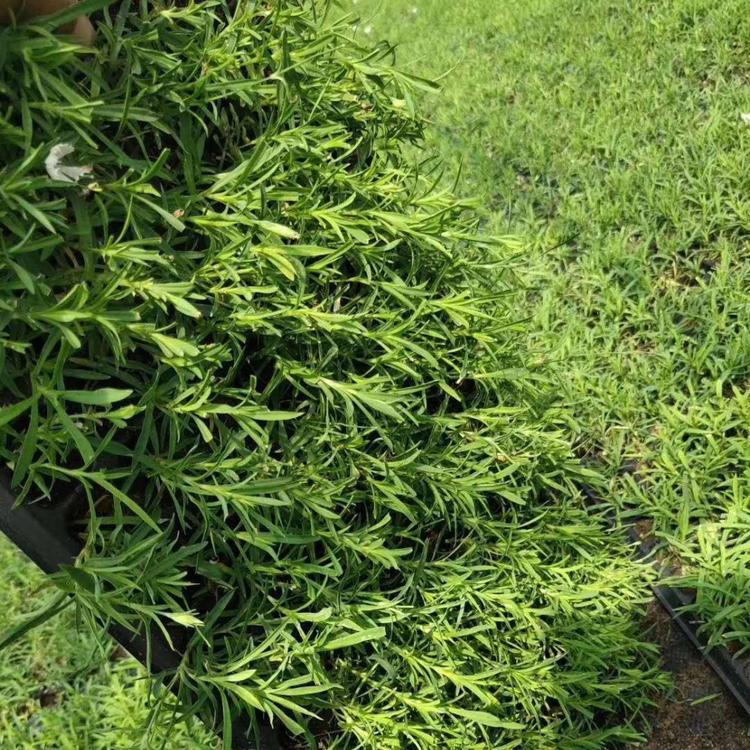 欧石竹小苗价格  青州欧石竹批发