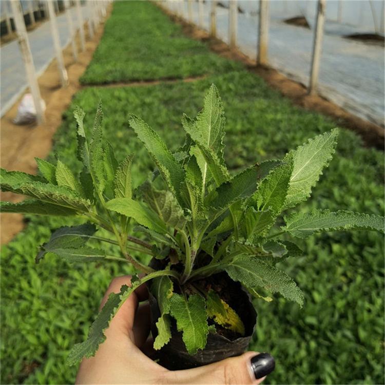 鼠尾草花卉新品种 鼠尾草室内花卉-承玉花卉