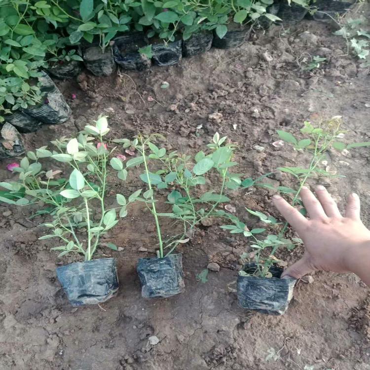 丰花月季价格   工地专供  青州货源