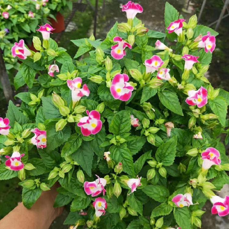 聊城夏堇景观花卉批发 夏堇花海新品种