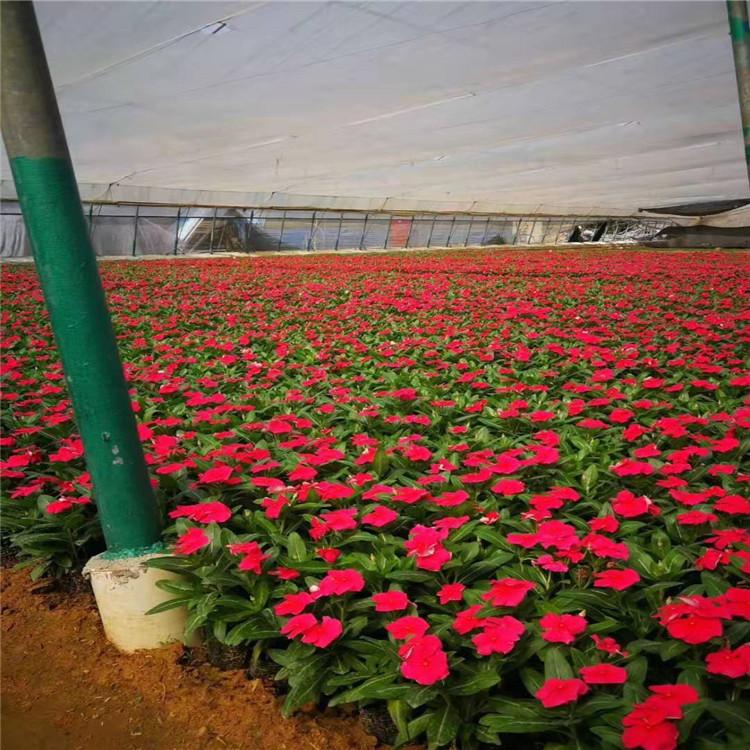 长春花工程苗营养杯 长春花资深专家培育