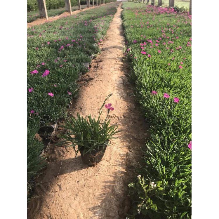 山东欧石竹种植基地 欧石竹种植基地