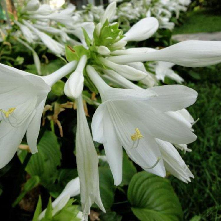 玉簪花价格 青州苗木基地 山东玉簪花价格