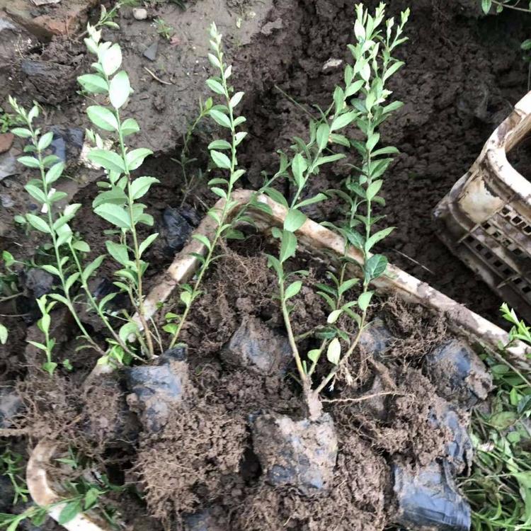 批发供应 复瓣扶桑丛生木槿花 庭院观赏工程绿化木槿花苗