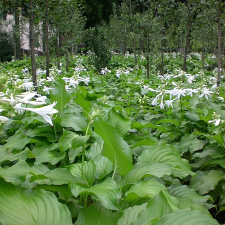 玉簪种植基地 青州苗木基地 青州玉簪种植基地
