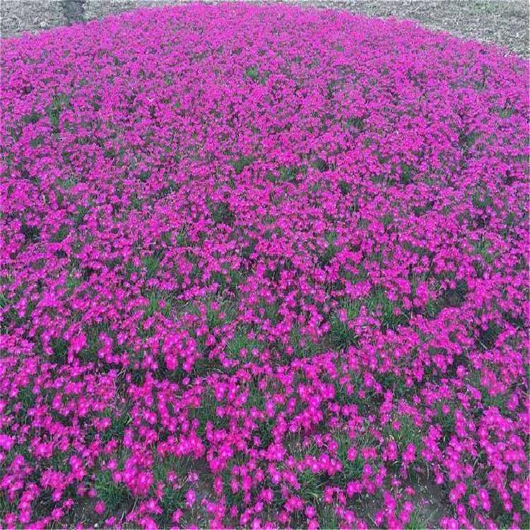 欧石竹批发 价格实惠 欧石竹种植基地