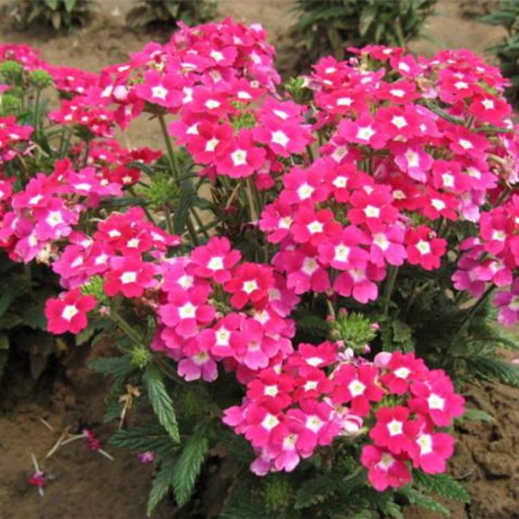 宿根美女樱基地 美女樱价格  华硕花卉