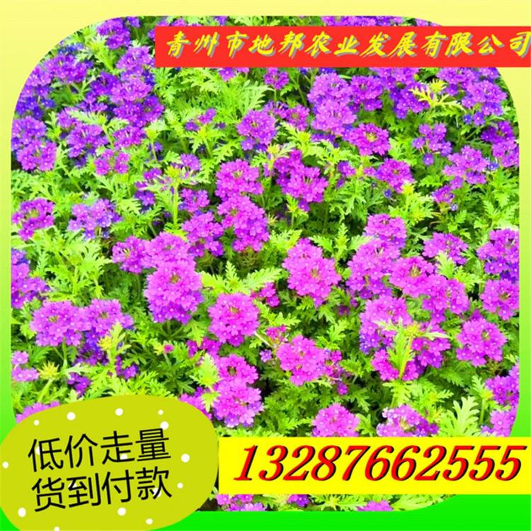 宿根美女樱基地 美女樱价格  河北美女樱苗地邦农业绿化美女樱