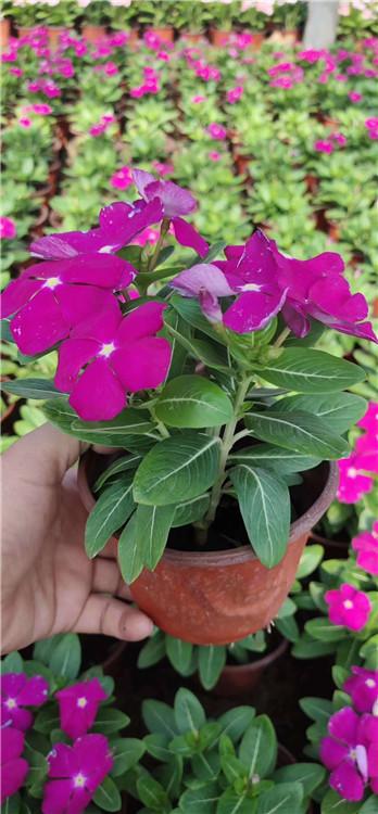 长春花价格 基地直销 华硕苗木