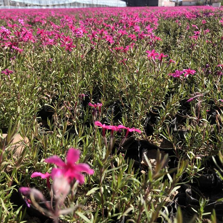 青州芝樱种植基地 芝樱价格 芝樱报价 欢迎咨询 朵儿花卉