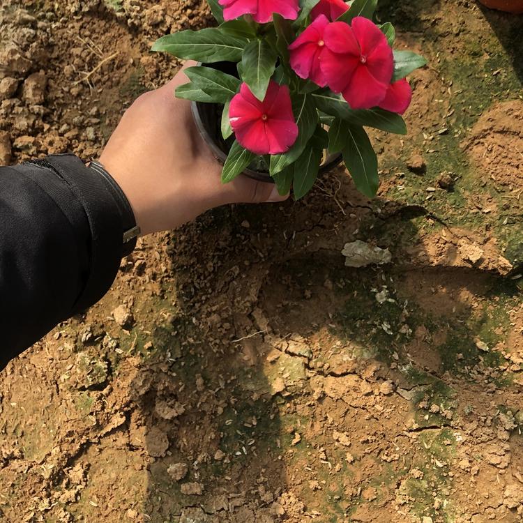 欢迎来电咨询 长春花价格 天天开价格 朵儿花卉有优惠