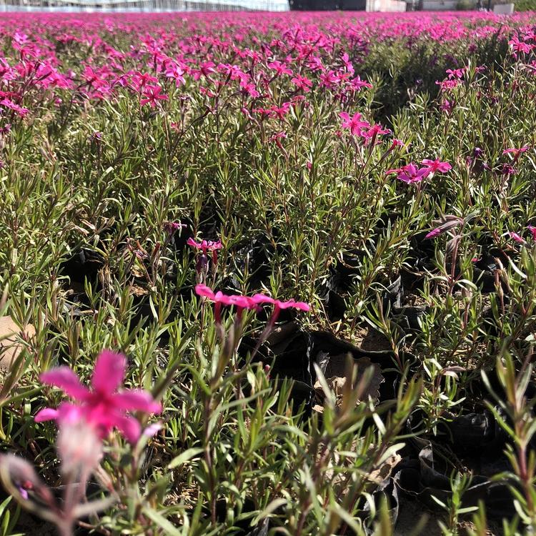 福禄考（芝樱）价格 丛生福禄考种植基地-朵儿花卉