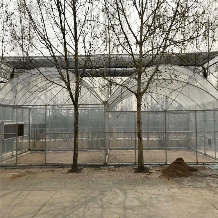 水果温室大棚连栋薄膜温室大棚搭建