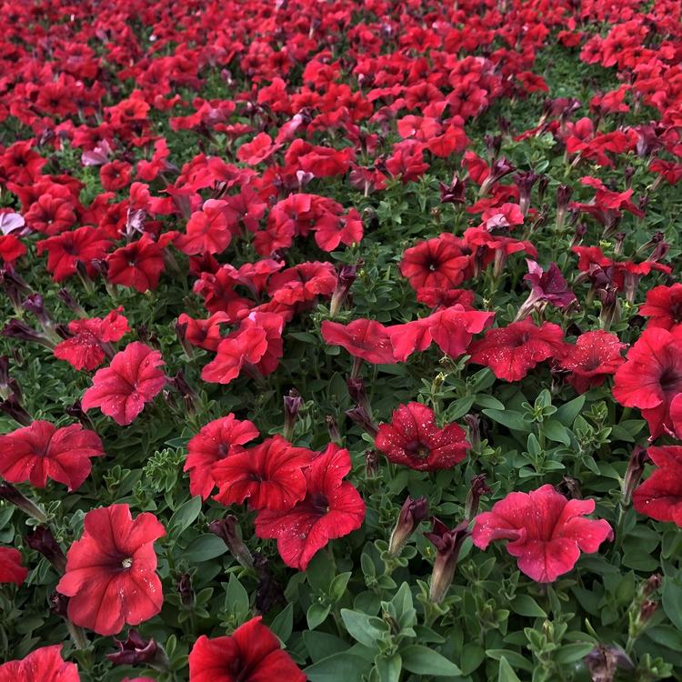 矮牵牛批发价格 矮牵牛小苗价格咨询朵儿花卉
