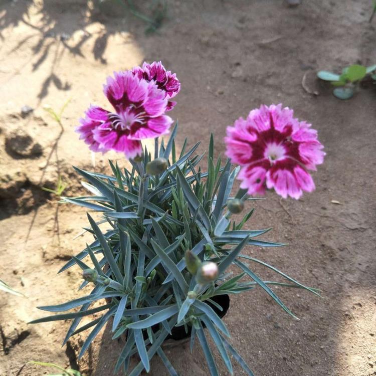 彩虹石竹批发商 山东彩虹石竹价格 映雪花卉种植培育彩虹石竹