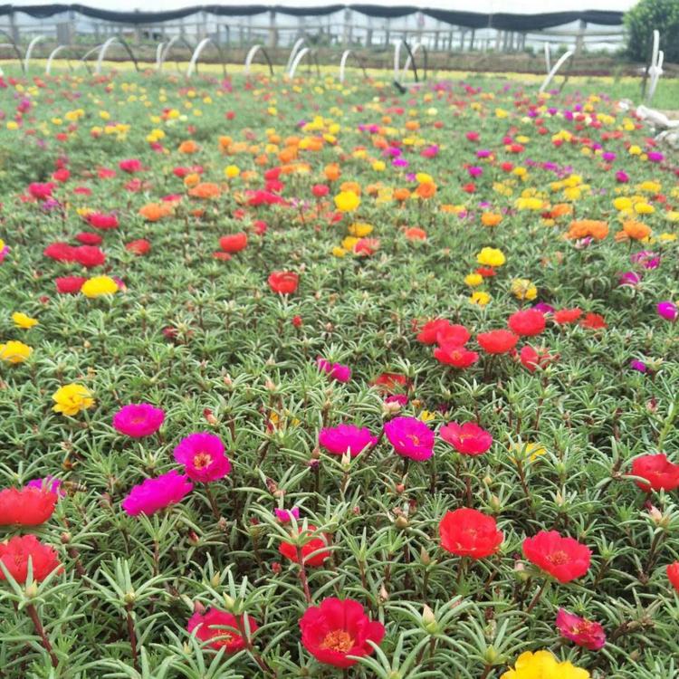 大花马齿苋 青州大花马齿苋批发商 基地直销大花马齿苋