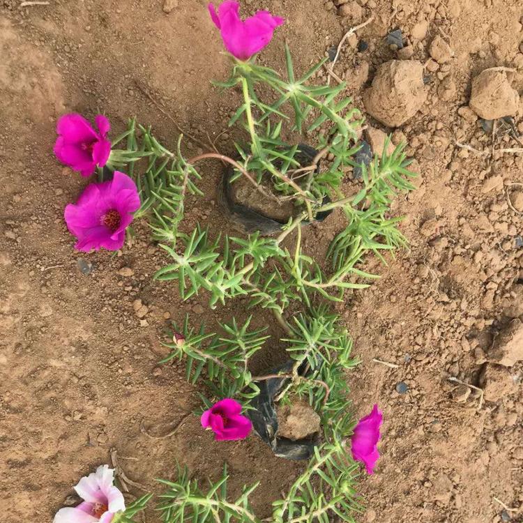 多色大花马齿苋 半枝莲批发商 山东大花马齿苋种植基地
