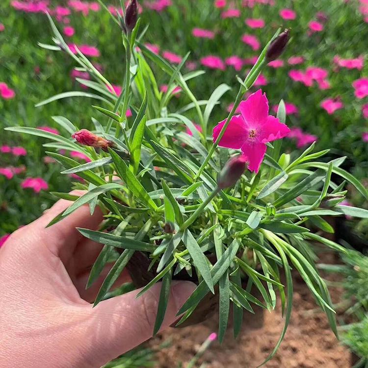 欧石竹价格 欧石竹小苗 欧石竹穴盘苗 雅尼