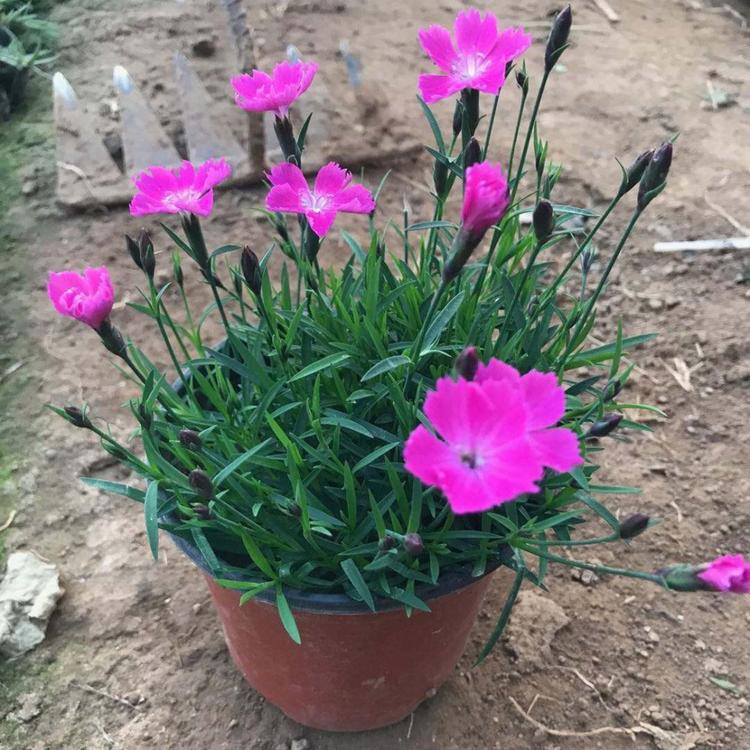 欧石竹 青州映雪花卉种植欧石竹小苗 观赏欧石竹供应商