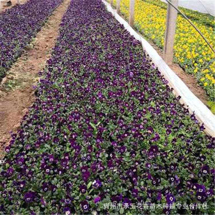 基地直售 三色堇批发 山东三色堇