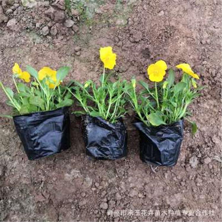 三色堇杯苗 现货供应 三色堇杯苗种植基地