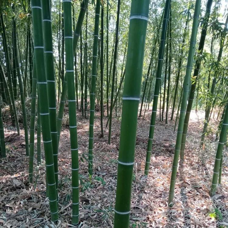 公路绿化苗木道路两侧常用绿化苗木江瑞园艺常年供应绿化苗木类详情致电