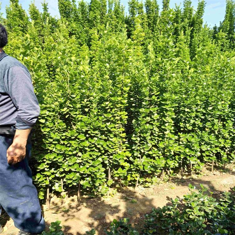 山东北海道黄杨北海道黄杨种植基地倒地处理北海道黄杨欢迎致电咨询价格