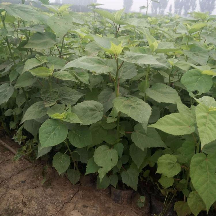 大花秋葵 大花秋葵种植基地 公园绿化大花秋葵 四季大花秋葵