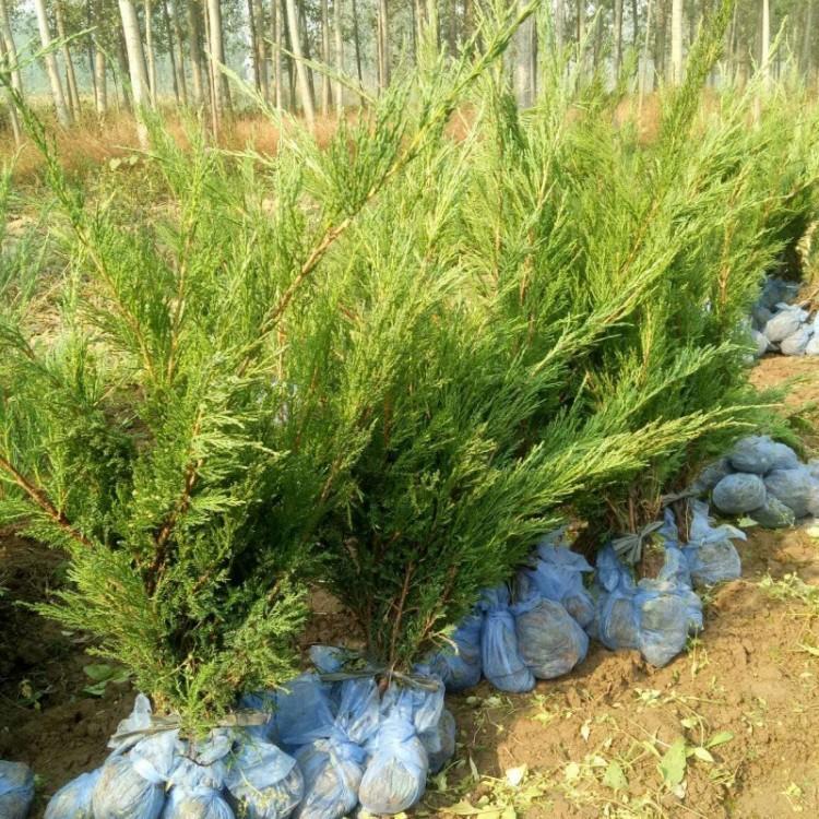山东沙地柏价格表沙地柏规格江瑞园艺沙地柏供货商