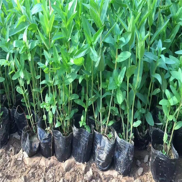山东千屈菜  千屈菜种植  青州长期供应宿根花卉 量大从优