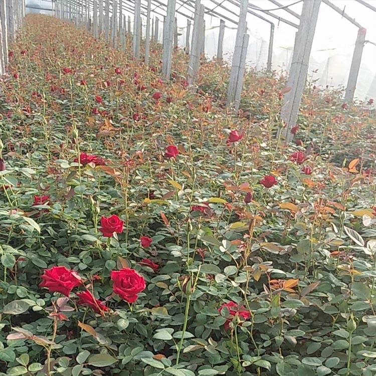 大花月季小苗批发商 苗圃基地批发 山东大花月季小苗