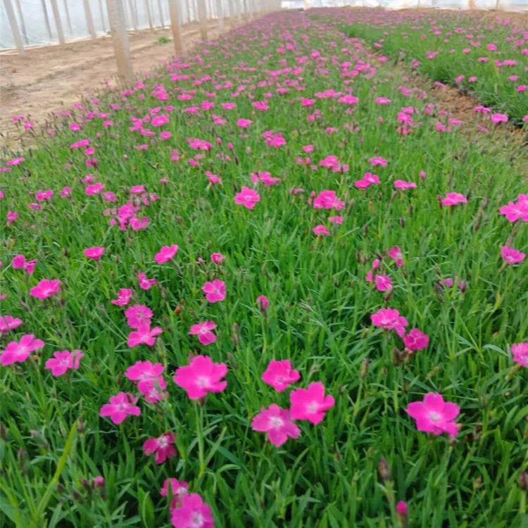 苗圃基地批发 欧石竹穴盘苗种植基地 青州欧石竹穴盘苗