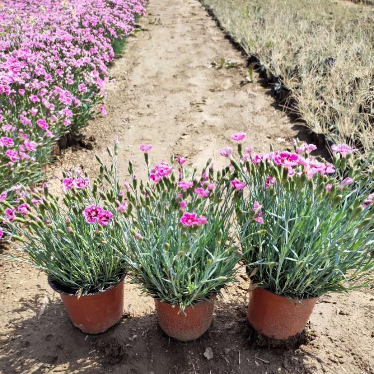 彩虹石竹 青州花卉基地批发彩虹石竹小苗