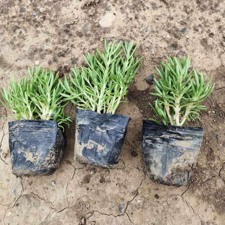 基地供应 佛甲草苗销售 青州佛甲草苗
