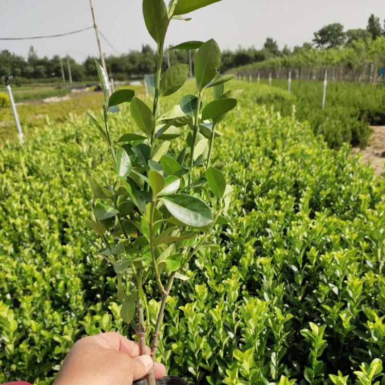 绿化苗卫矛大量批发 山东绿化苗卫矛 量大优惠