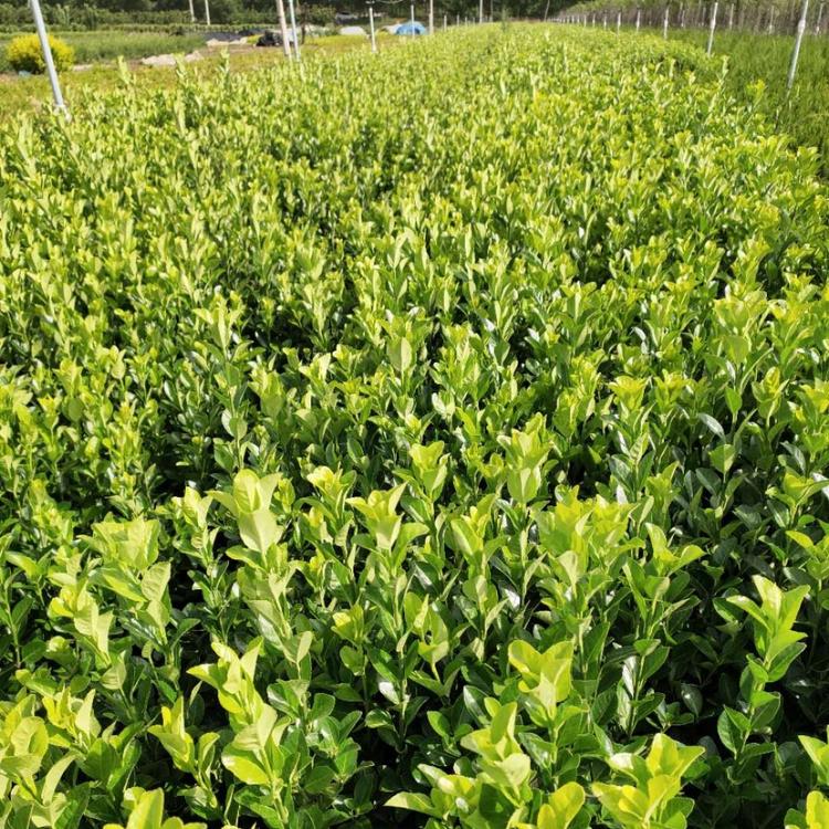 量大优惠 绿化苗卫矛批发商 山东绿化苗卫矛