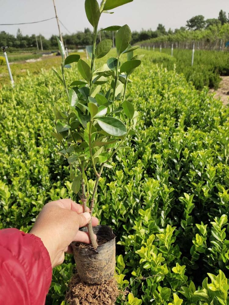 量大优惠 绿化苗卫矛培育 青州绿化苗卫矛