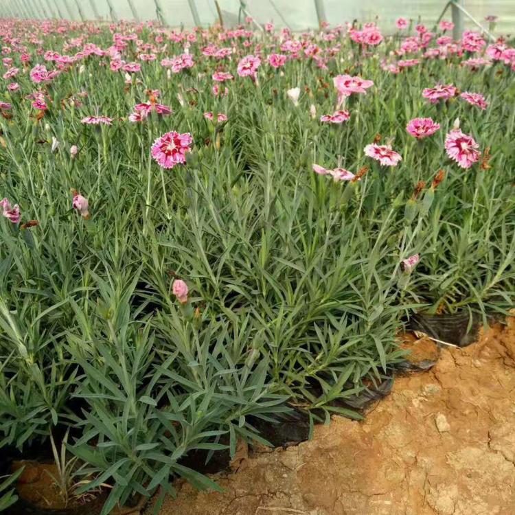 现货直销基地 彩虹石竹基地 观赏花卉彩虹石竹